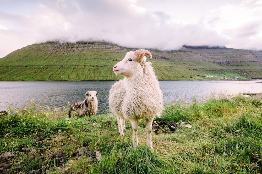 koyunlarin insandan fazla oldugu ulke faroe adalari